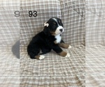 Puppy 7 Bernese Mountain Dog