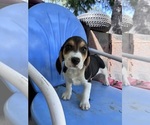 Small #3 Beagle
