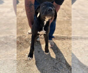 Boxer Dogs for adoption in HESPERIA, CA, USA