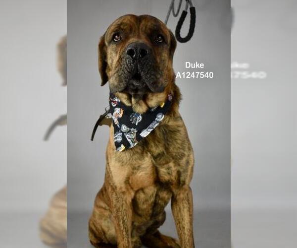 Medium Photo #1 Mastiff Puppy For Sale in Bakersfield, CA, USA