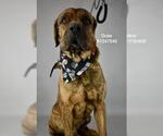 Small Mastiff