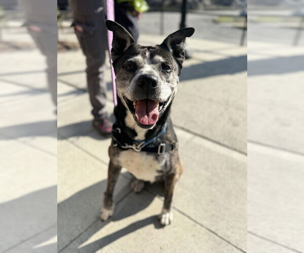 Medium Photo #6 Mutt Puppy For Sale in Elmsford, NY, USA