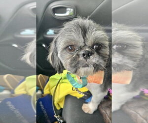 Ozzy - Male Shih Tzu Dog for Adoption - Photo #2