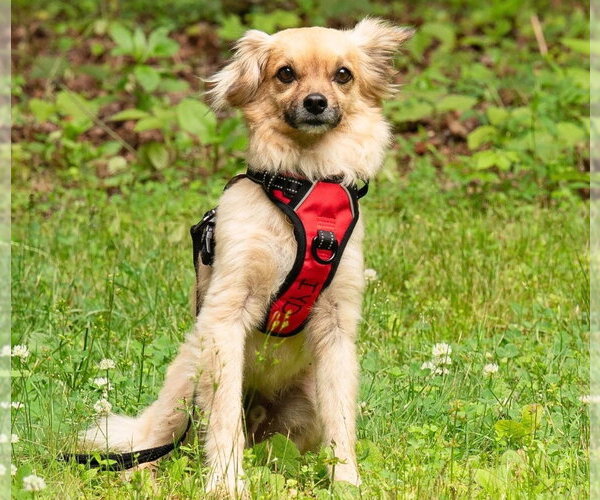 Medium Photo #5 Tibetan Spaniel-Unknown Mix Puppy For Sale in Ellijay, GA, USA