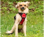 Small Photo #5 Tibetan Spaniel-Unknown Mix Puppy For Sale in Ellijay, GA, USA