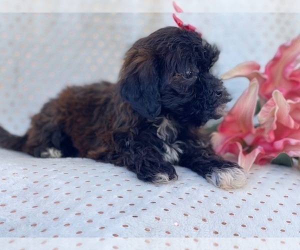 Medium Photo #5 Shih-Poo Puppy For Sale in LAKELAND, FL, USA