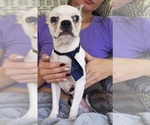 Small #2 Boston Terrier