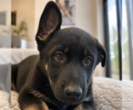 Small German Shepherd Dog Mix