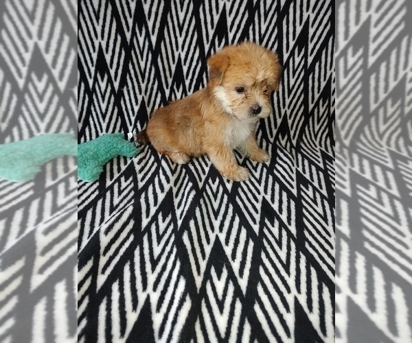 Medium Photo #16 Yorkshire Terrier Puppy For Sale in LAPEER, MI, USA
