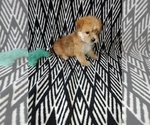 Small Photo #16 Yorkshire Terrier Puppy For Sale in LAPEER, MI, USA