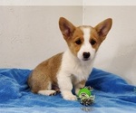 Small #5 Pembroke Welsh Corgi