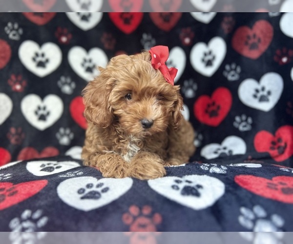 Medium Photo #3 Cavapoo Puppy For Sale in LAKELAND, FL, USA