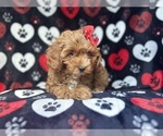 Small #2 Cavapoo