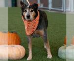 CEDAR - Male Mutt Dog for Adoption - Small photo