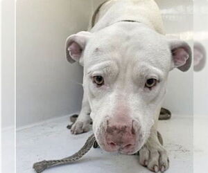 American Pit Bull Terrier-Unknown Mix Dogs for adoption in Houston, TX, USA