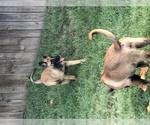 Small Photo #9 Belgian Malinois Puppy For Sale in HARKER HEIGHTS, TX, USA