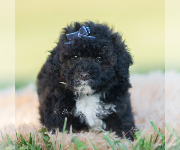 Medium Photo #3 Poodle (Toy) Puppy For Sale in WARSAW, IN, USA