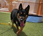 Small #1 German Shepherd Dog Mix