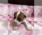Small Photo #8 Parson Russell Terrier Puppy For Sale in TEMECULA, CA, USA