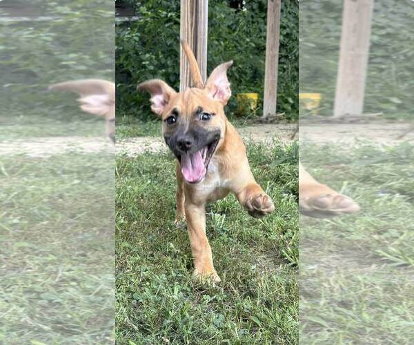 Medium Photo #1 Mutt Puppy For Sale in Poplar Bluff, MO, USA