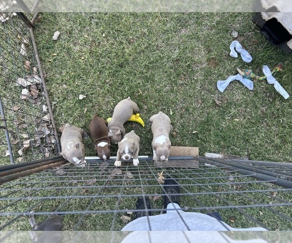 Medium Photo #1 Boston Terrier Puppy For Sale in ATWOOD, OK, USA