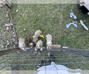 Boston Terrier Litter for sale in ATWOOD, OK, USA