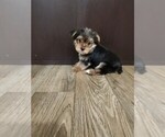 Small #3 Yorkshire Terrier