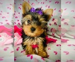 Small Photo #1 Yorkshire Terrier Puppy For Sale in THE WOODLANDS, TX, USA