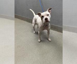 American Pit Bull Terrier-Unknown Mix Dogs for adoption in Las Vegas, NV, USA