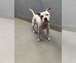 Small American Pit Bull Terrier Mix