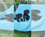 Small #1 Shih Tzu