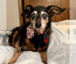 Small Photo #2 Chihuahua-Unknown Mix Puppy For Sale in Fargo, ND, USA