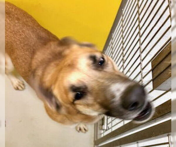 Medium Photo #3 Mutt Puppy For Sale in Pampa, TX, USA