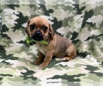 Small Photo #15 Puggle Puppy For Sale in LAKELAND, FL, USA