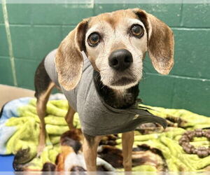 Beagle Dogs for adoption in Raleigh, NC, USA