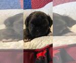 Small Photo #5 Shih Tzu Puppy For Sale in EDMOND, OK, USA