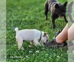 Small #5 Frenchie Pug