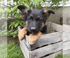 German Shepherd Dog Puppy for sale in MIDDLEBURY, IN, USA