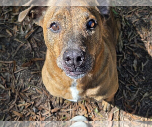 Medium Photo #2 Plott Hound-Unknown Mix Puppy For Sale in Albemarle, NC, USA