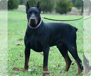 Father of the Doberman Pinscher puppies born on 02/06/2025