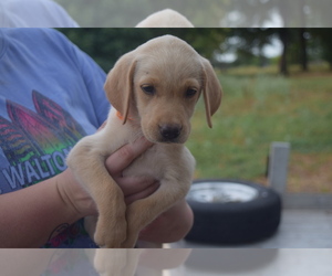 Labrador Retriever Puppy for sale in LANE, OK, USA