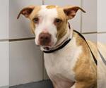Small American Staffordshire Terrier
