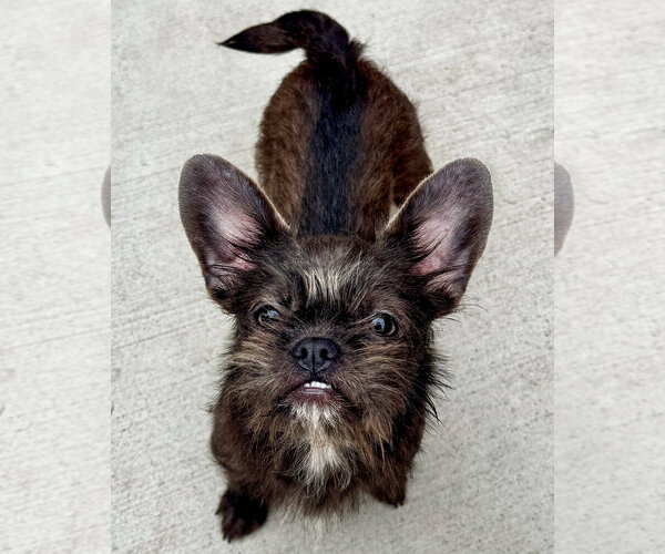 Medium Photo #1 French Tzu Puppy For Sale in Sequim, WA, USA