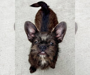 French Tzu Dogs for adoption in Sequim, WA, USA