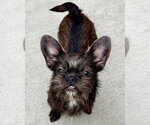 Small French Tzu
