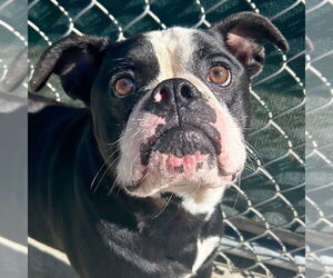 Bulldog-Unknown Mix Dogs for adoption in Jefferson, WI, USA