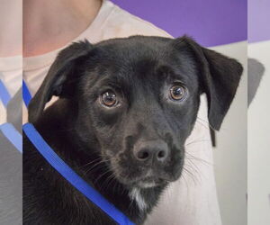 Mutt Dogs for adoption in Huntley, IL, USA