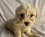 Small Photo #1 Maltipoo Puppy For Sale in CHARLOTTE, NC, USA