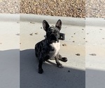 Small Photo #1 French Bulldog Puppy For Sale in PAHRUMP, NV, USA
