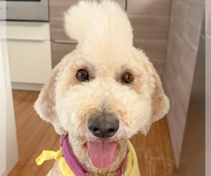 Goldendoodle Dogs for adoption in San Ramon, CA, USA